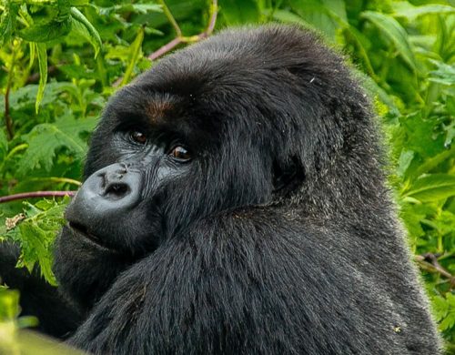 4 Days Gorilla Trekking Bwindi by Road