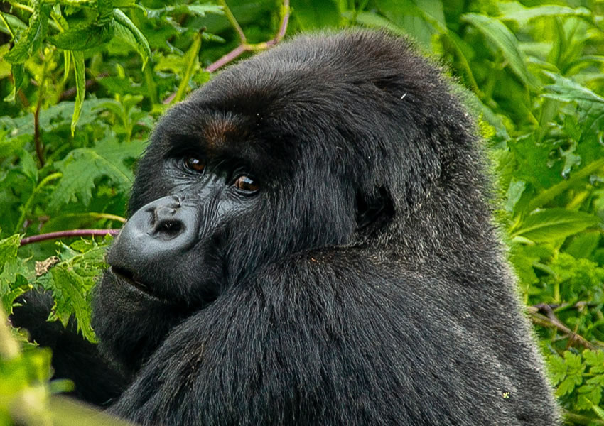 4 Days Gorilla Trekking Bwindi by Road
