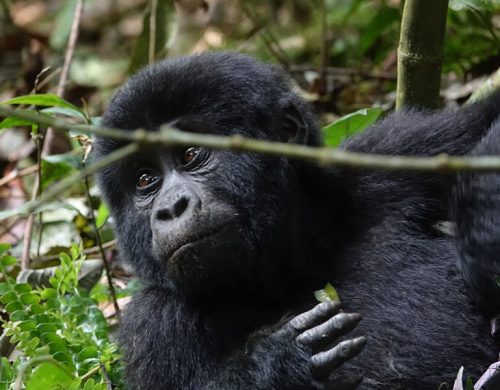 8 Days Uganda Primate Tracking Safari