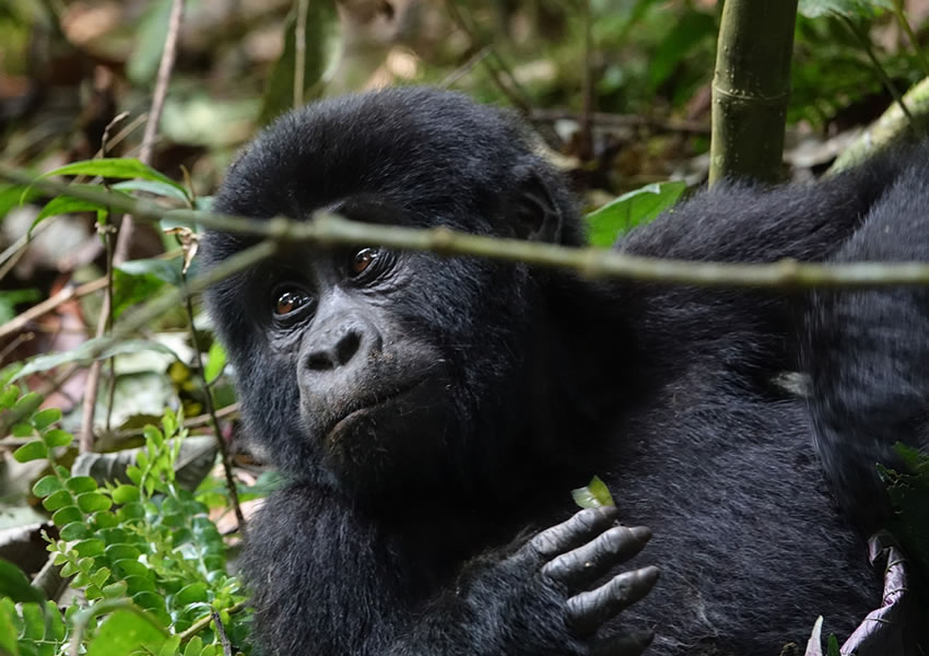 8 Days Uganda Primate Tracking Safari