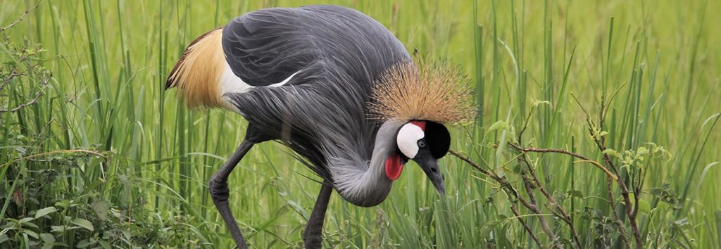 Bird Watching in Uganda