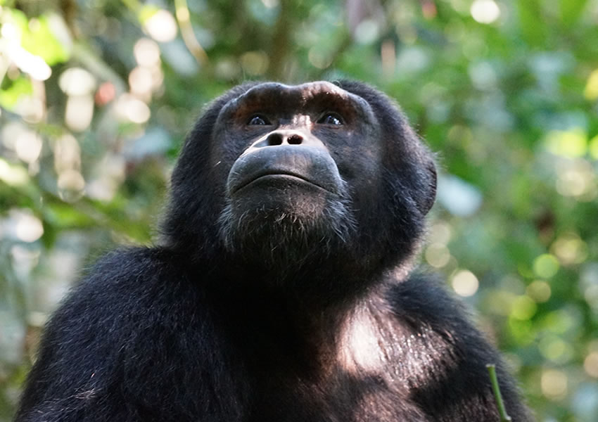 6 Days Uganda Wildlife & Chimpanzee Tracking Tour