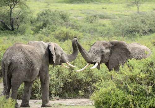 10 Days Rwanda Wildlife Safari