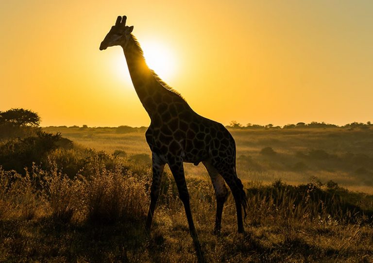 uganda wildlife safari