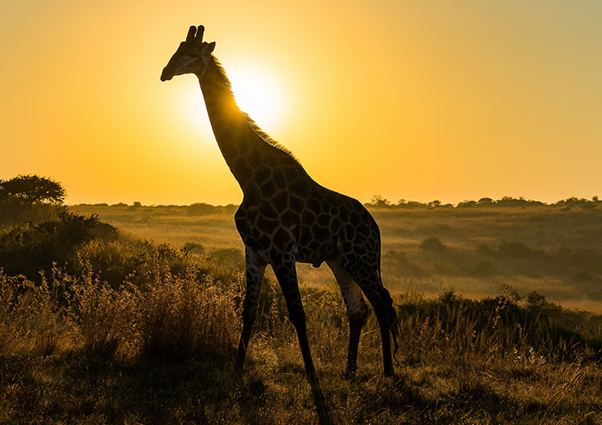 10 Days Uganda Safari Wildlife Tour