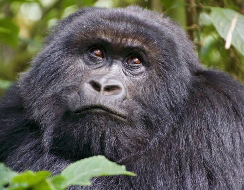 4 Days Rwanda Gorilla Tracking Safari