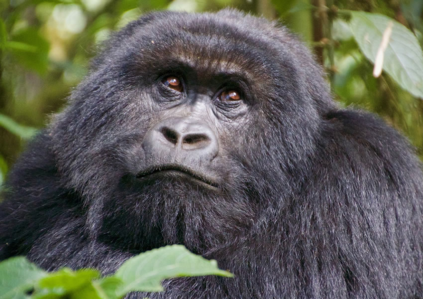 4 Days Rwanda Gorilla Tracking Safari