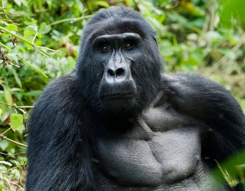 5 Days Uganda Gorilla Trekking Safari