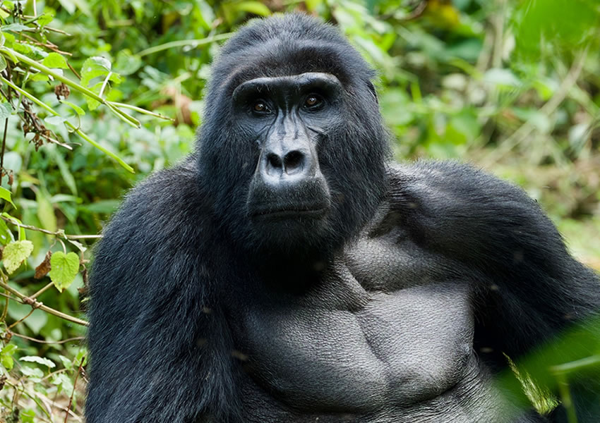 5 Days Uganda Gorilla Trekking Safari
