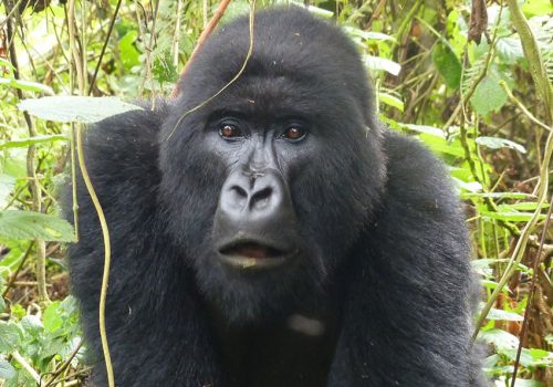 4 Days Gorilla Tracking Bwindi Flying Safari