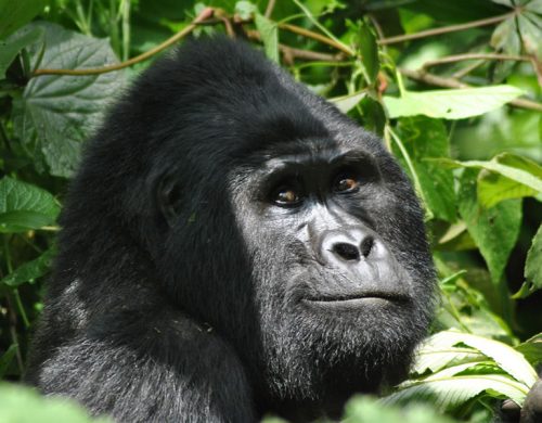 3 Days Bwindi Gorilla Trekking Safari