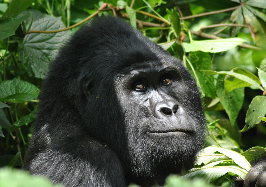 3 Days Bwindi Gorilla Trekking Safari