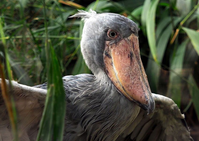 Bird Watching in Uganda