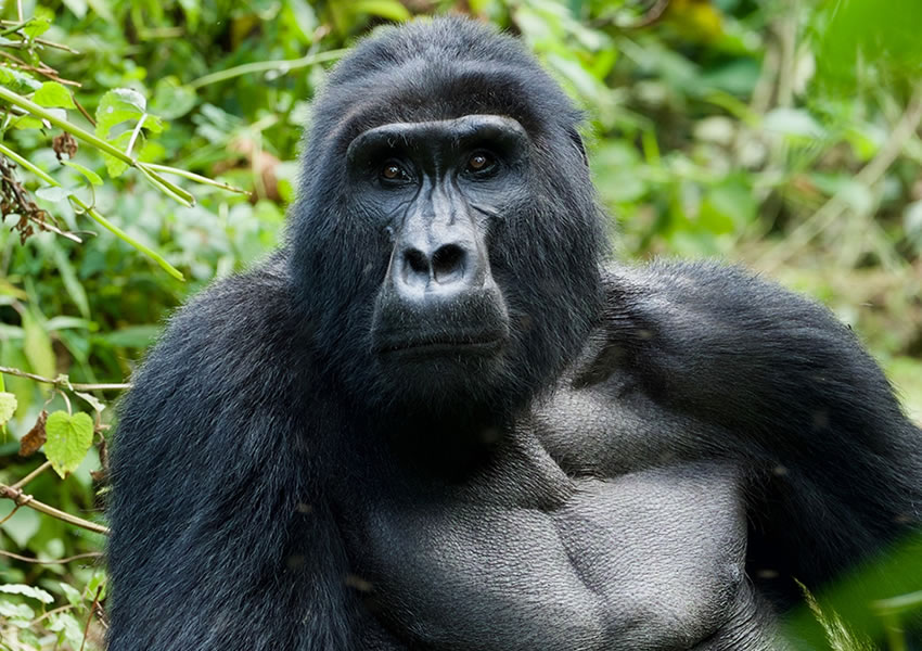 Gorilla Trekking in Uganda