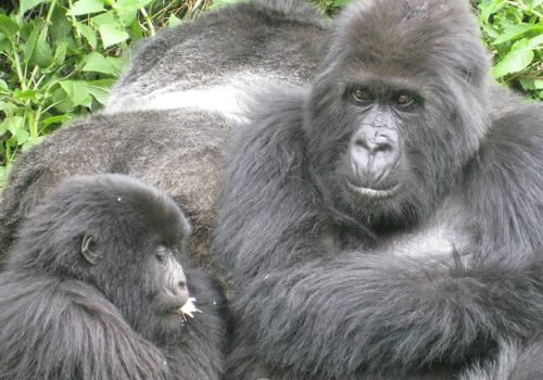 3 Days Gorilla Tracking Safari Rwanda