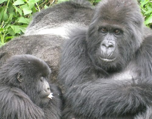 3 Days Gorilla Tracking Safari Rwanda