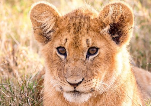 lion cubs