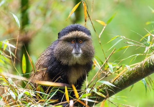 rwanda golden monkey