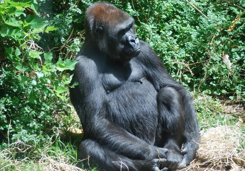 8 Days Rwanda Gorilla Trekking Safari