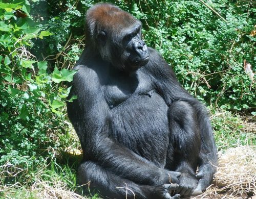 8 Days Rwanda Gorilla Trekking Safari