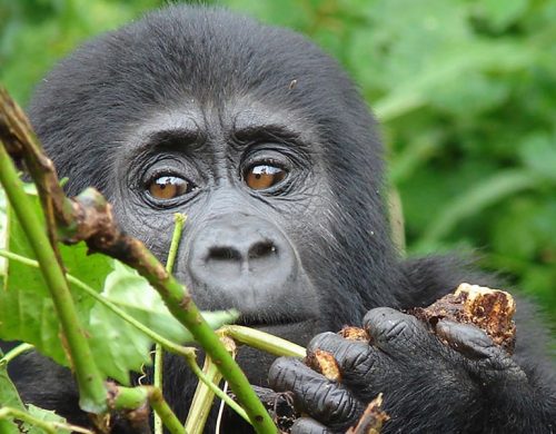 3 Days Rwanda Gorilla Safari