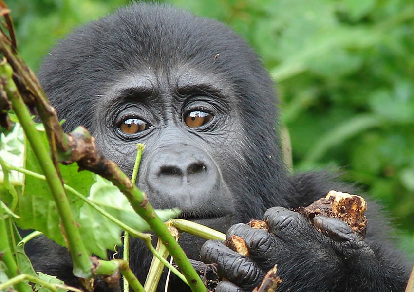 3 Days Rwanda Gorilla Safari