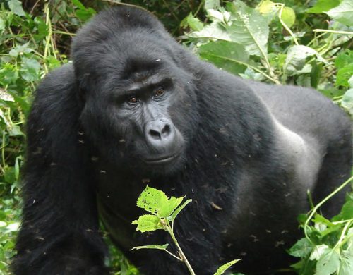 2 Days Gorilla Safari in Rwanda