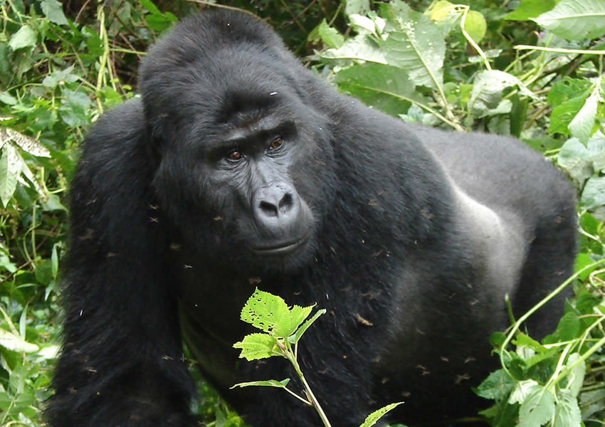 2 Days Gorilla Safari in Rwanda