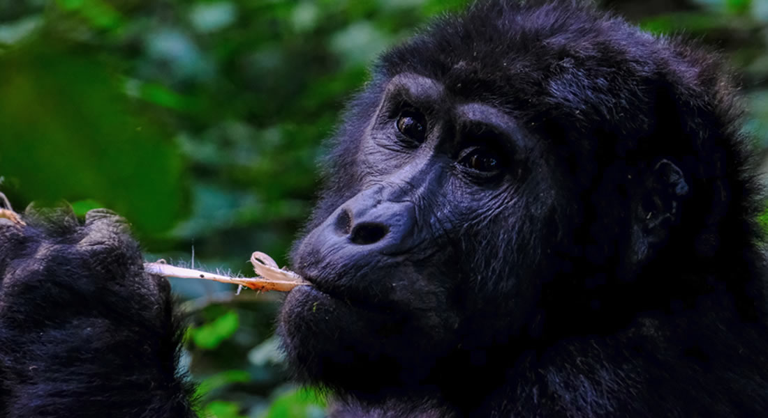 Nyakagezi Gorilla Family