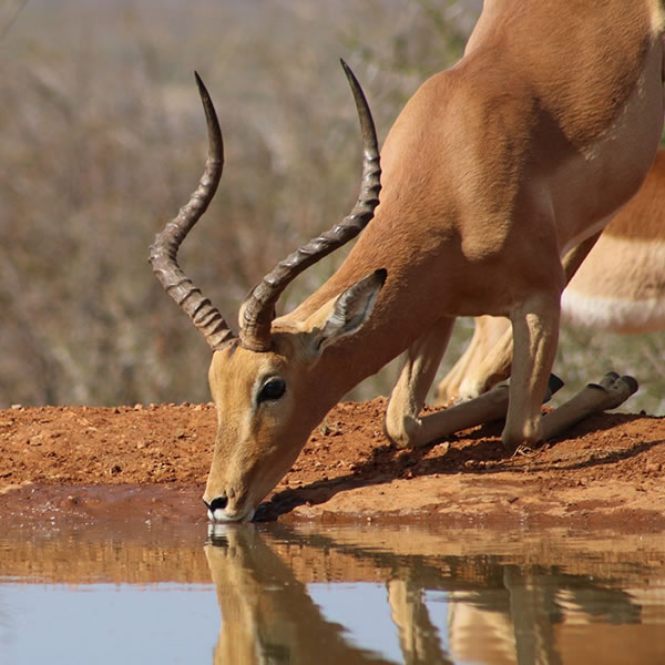 Uganda Wildlife Reserves