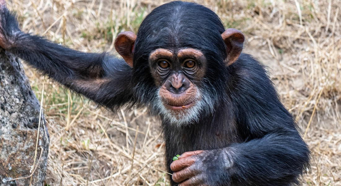 baby chimpanzee in Uganda