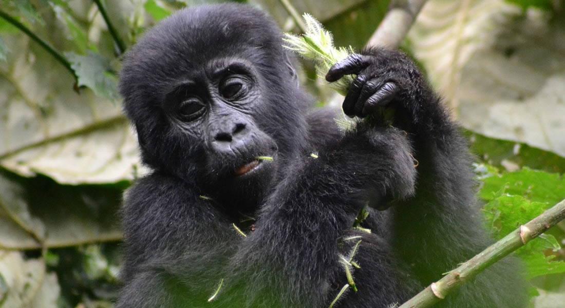 baby gorilla in Bwindi