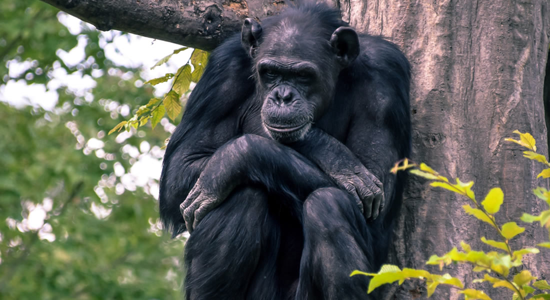 Chimpanzee Tracking in Kibale National Park