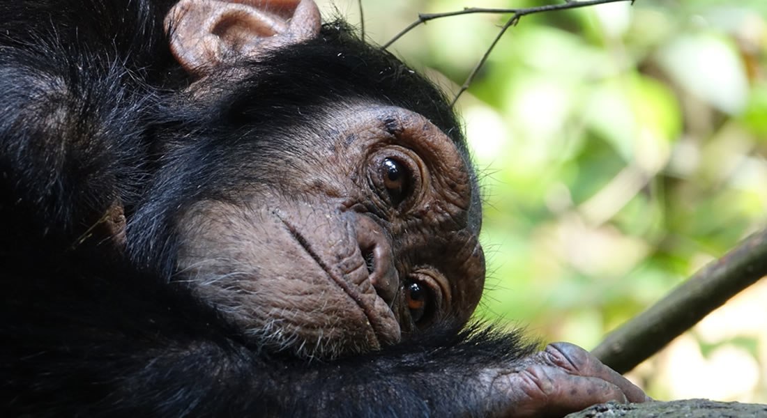 Chimpanzee Tracking in Kibale National Park