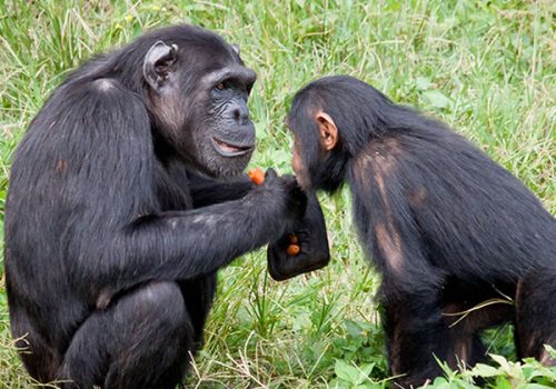 chimps in kibale