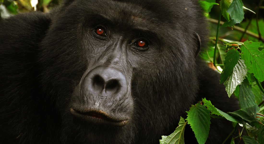 The Nyakagezi Gorilla Family in Mgahinga National Park