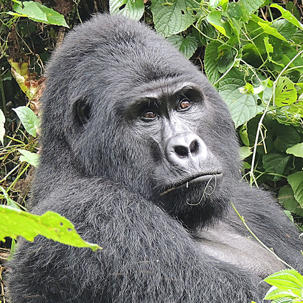 Rwanda National Parks