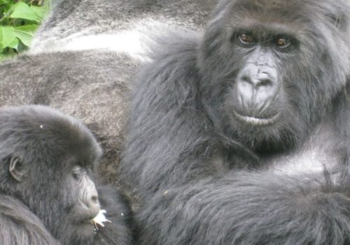 gorillas in bwindi forest