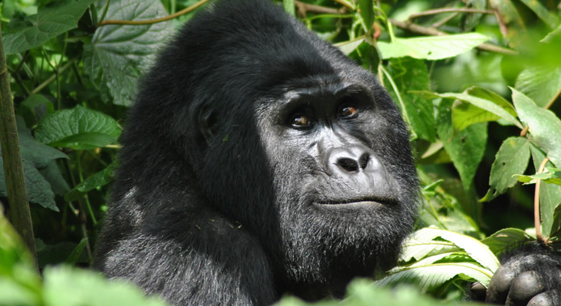 Gorilla Tracking in Bwindi Impenetrable National Park