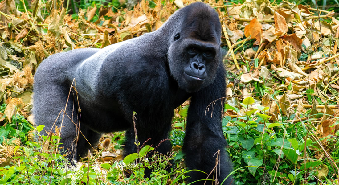 silverback gorilla in Uganda