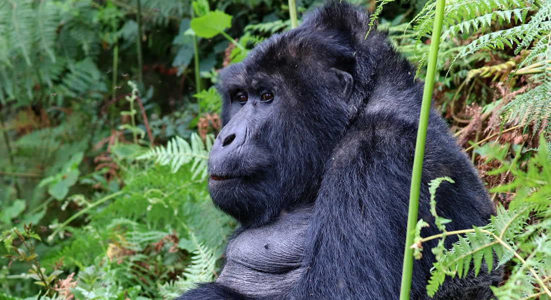 Gorilla Tracking in Bwindi Impenetrable National Park