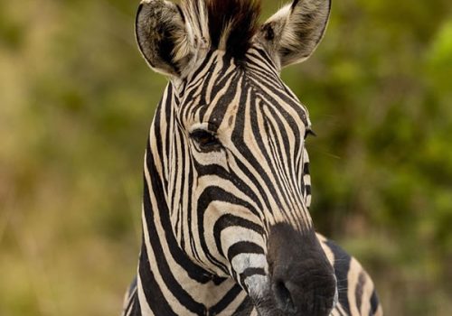 zebra in Mburo