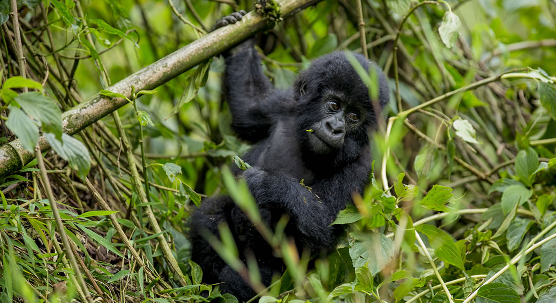 Bwindi Impenetrable National Park