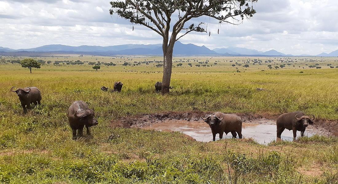 Kidepo Valley National Park