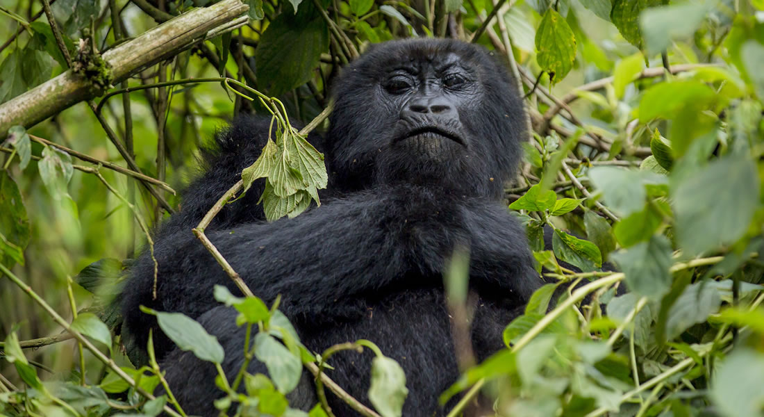 Bwindi Impenetrable National Park