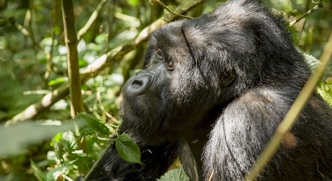 tracking mountain gorillas in Bwindi Uganda