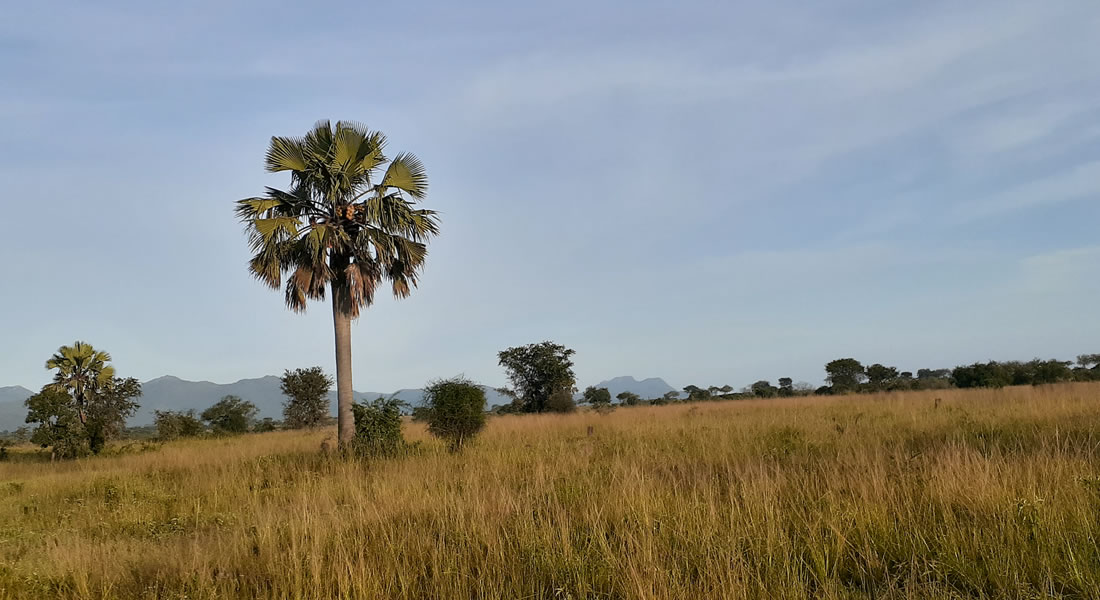 wild savannah vegetation