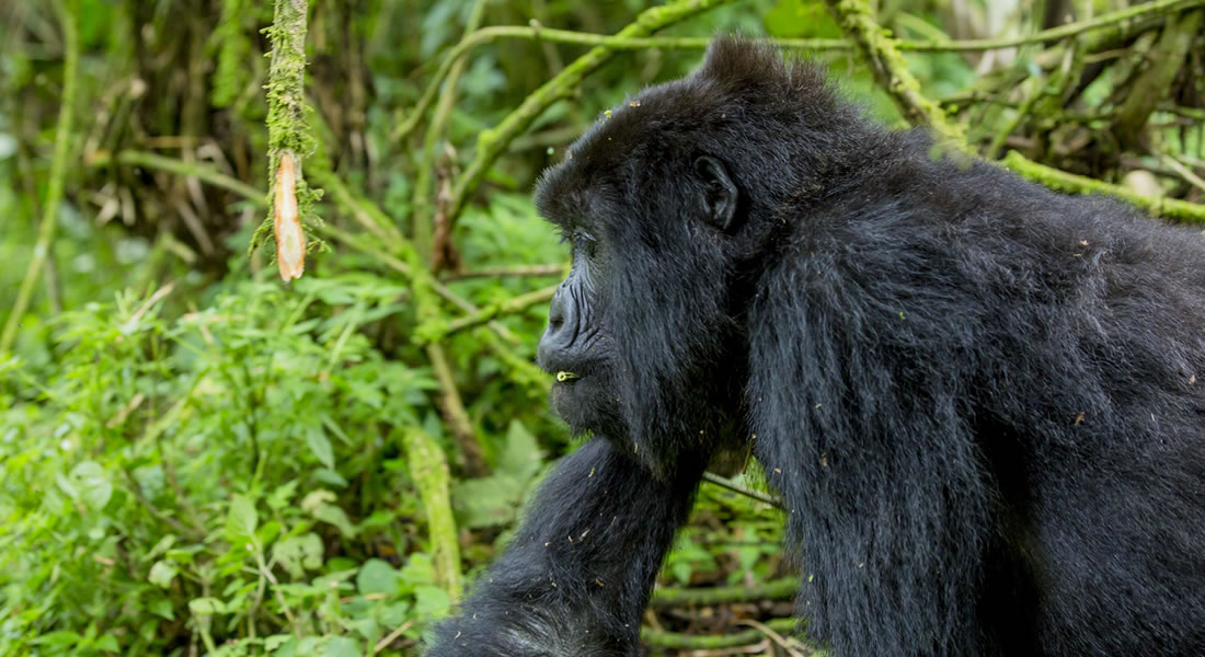 Bwindi Impenetrable National Park