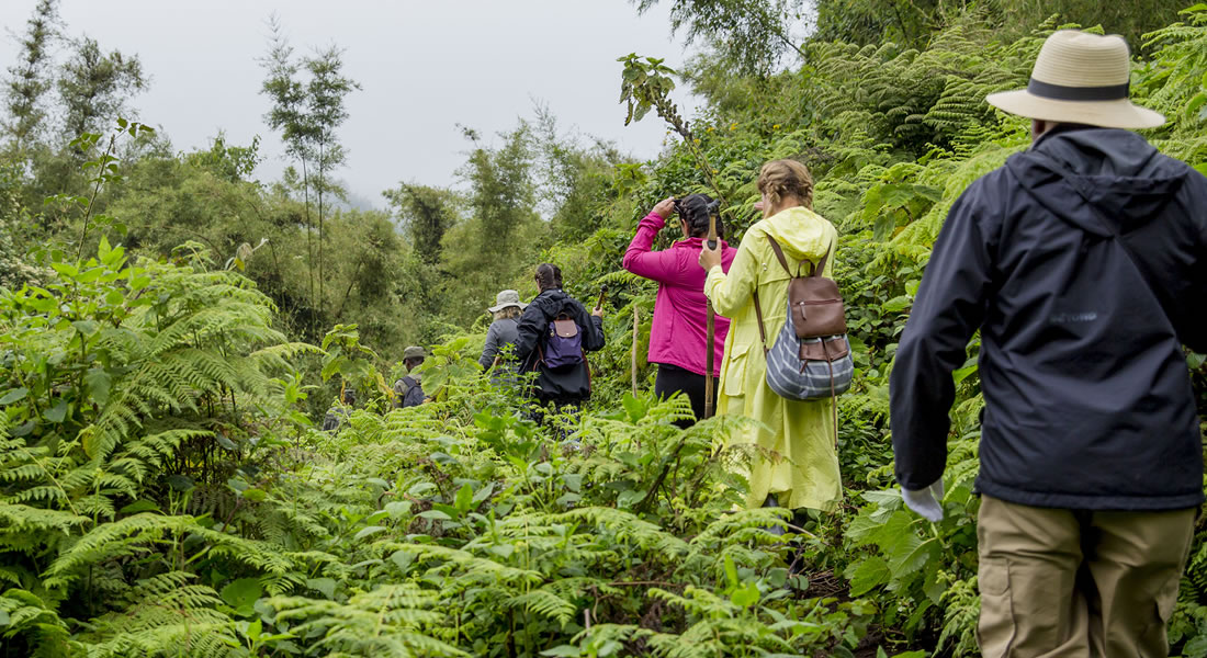 tourists tracking mountain gorillas