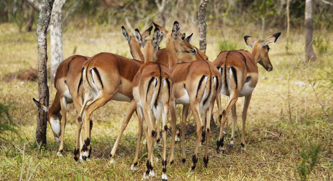 Toro Semliki Wildlife Reserve